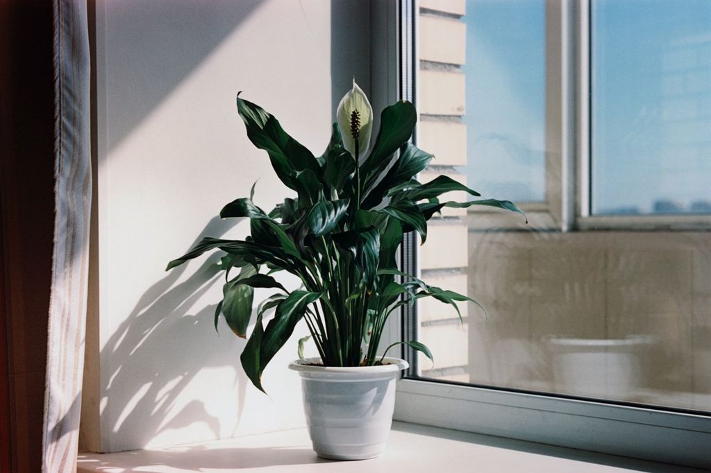 Giving a Plant as a Gift: Meanings, Etiquette & 10 Best Plants 5 Peace lily plant gift ideas
