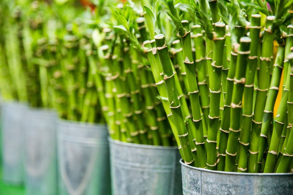 Giving a Plant as a Gift: Meanings, Etiquette & 10 Best Plants 4 Vibrant green bamboo stalks arranged in metal buckets