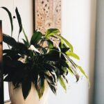 What to Gift a Vegan: 10 Remarkably Cool Vegan Gifts 10 pexels mooncrescent 3698376