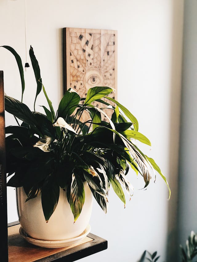 pexels mooncrescent 3698376