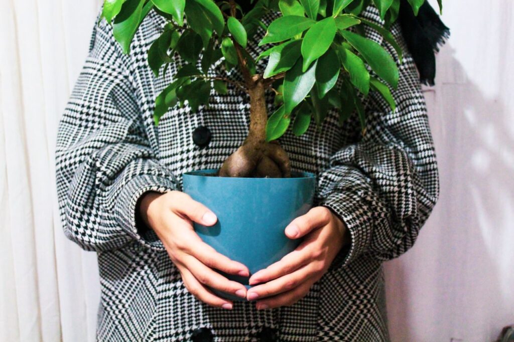 Giving a Plant as a Gift: Meanings, Etiquette & 10 Best Plants 7 Houseplant presented as a meaningful plant gift