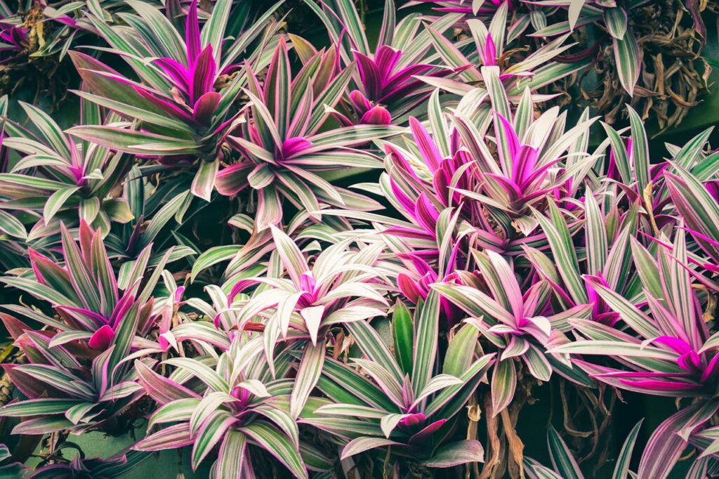 Symbolic Housewarming Gift Ideas from Around the World 6 Symbolic Housewarming Gift Ideas - Ti Plant